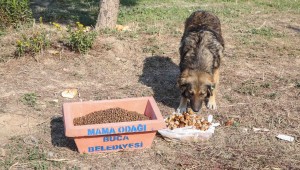Buca Belediyesi kentte ve kırsalda mama desteğini artırdı 