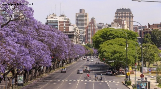 Buenos Aires sokakları ilkbaharda Jakaranda ağaçlarının renklerine bürünüyor
