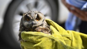 BÜYÜKŞEHİR BELEDİYESİ YABAN HAYATINI KORUYOR