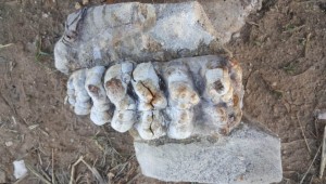 Çanakkale'de 8-9 milyon yıllık fil fosili bulundu