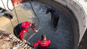 Denizli'de sulama kanalına düşen atı itfaiye kurtardı