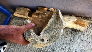 Edirne'de 8 milyon yıllık mamut fosilleri bulundu