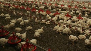 Fransa'da kümes hayvanlarına 'kuş gribi' karantinası