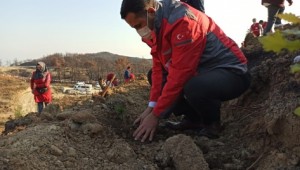 Hatay'da yanan ormanlık alanlara fidan dikildi