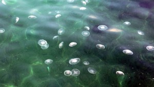 İstanbul Boğazı'nda aşırı denizanası görülmesinin nedeni: Lodos ve Poyraz