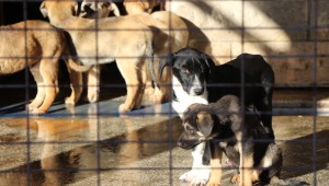 Sokak hayvanlarına 7/24 hizmet Büyükşehirden