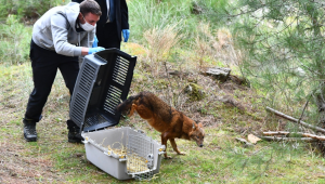 Tedavisi yapılan çakal doğaya bırakıldı