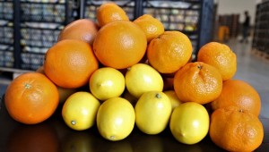 Turunçgil ihracatından 2 ayda 17,7 milyon dolar gelir