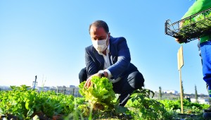 YAŞAM BAHÇESİ'NDE İLK KIŞ HASADI YAPILDI