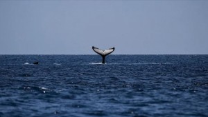 Yeni Zelanda'da 120'den fazla balina ve yunus karaya vurdu