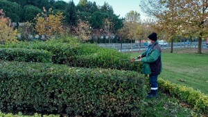 3 ilçede ağaçlara kış bakımı