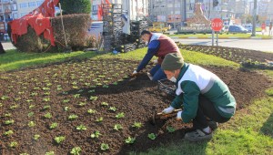 360 BİN ÇİÇEK DİKİLİYOR