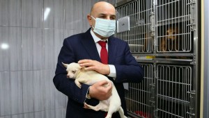 68 ADET CİNS KÖPEK KEÇİÖREN BELEDİYESİ KORUMASINDA