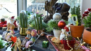 ANFA BİTKİ EVİ'NDE YENİ YIL ÇİÇEKLERİ BAŞKENTLİLERİ BEKLİYOR