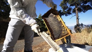 Arıcılık, ipek böcekçiliği, kaz ve hindi yetiştiriciliği yatırımlarına destek