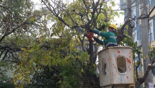 Buca'nın ağaçlarına kışlık önlem
