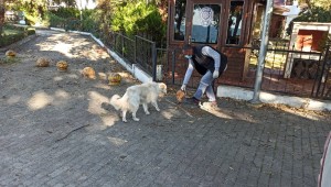 BURHANİYE BELEDİYESİ CAN DOSTLARIN YANINDA