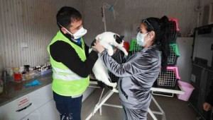 Depremzede kediler AHBAP'ın çiftliğine emanet