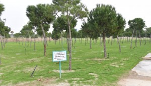 Güzelyurt'ta 30 Bin Metrekarelik Atıl Alan Peyzajla Can Buldu