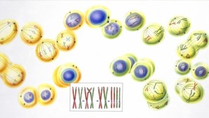 Hücrelerin "kargosu" eksozom akıllı ilaçlara yön veriyor