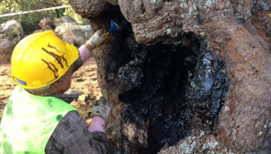 İzmir Büyükşehir Belediyesi'nden anıt ağaçlara gençlik aşısı