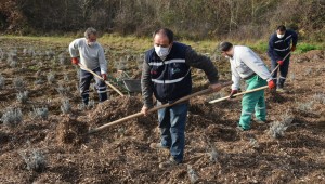 İzmit Belediyesinde lavantalar, geri dönüşümle açıyor