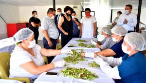 Kınalı Bamya artık resmen Bornovalı
