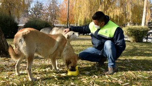 KISITLAMADA SOKAK HAYVANLARI UNUTULMADI
