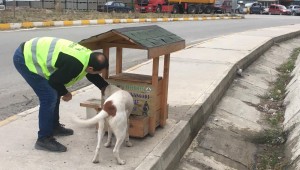 SOKAKTA YAŞAMINI SÜRDÜRMEYE ÇALIŞAN PATİLİ DOSTLARIMIZIN YANINDAYIZ