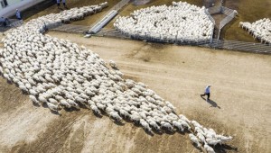 Yerli hayvan tescil listesine 10 hayvan daha eklendi