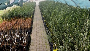 YUNUSEMRE 2021 YILINDA DA ÜRETİCİLERE FİDAN DAĞITACAK