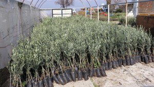 YUNUSEMRE ÜRETİCİYE 20 BİN FİDAN DAĞITTI