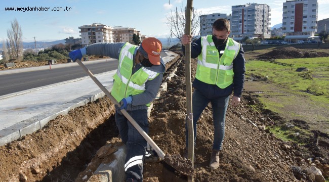 Aliağa Belediyesi, ağaçlandırma çalışmaları kapsamında Güzelhisar Caddesi'ne 400 adet ağaç dikildi.