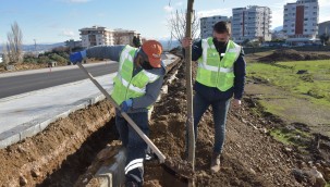 Aliağa Belediyesi, ağaçlandırma çalışmaları kapsamında Güzelhisar Caddesi'ne 400 adet ağaç dikildi.