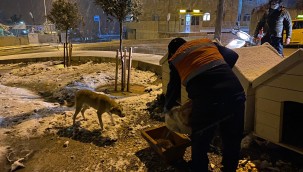 Buca Belediyesi, soğuk havalarda minik dostlarını unutmadı