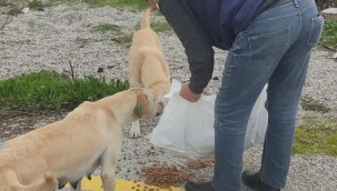 Büyükşehir'in Mama Desteği Devam Ediyor