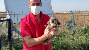 Ergene Belediyesi Sevimli Dostlarını Sahiplendirmeye Devam Ediyor