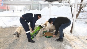 KARA KIŞTA MİNİK CANLAR BİZE EMANET