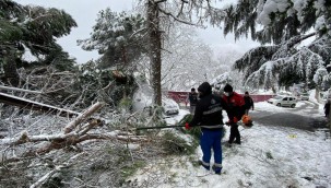Kartal Belediyesi Ekiplerinden Devrilen Ağaca Müdahale
