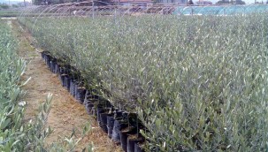 Kırsal Kalkınma İçin Projeler Devam Ediyor