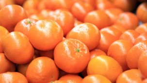 Narenciye ihracatını mandalina sırtladı