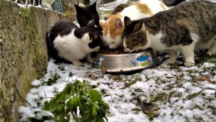 ONLARI İLGİSİZ VE GIDASIZ BIRAKMIYORUZ