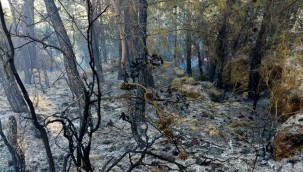 ORMAN YANGINI BÜYÜMEDEN SÖNDÜRÜLDÜ