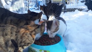 SOKAKTAKİ CAN DOSTLARIMIZI UNUTMUYORUZ