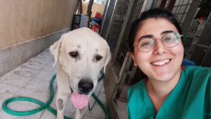 ​Umut kesilen köpeği Büyükşehir veterinerleri hayata döndürdü