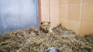 Yavru aslan kafesten Doğal Yaşam Parkı'na