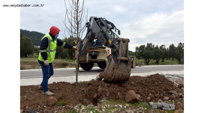 Aliağa Belediyesi'nden Bozköy'e 75 Adet Süs Armudu