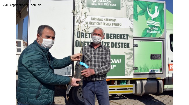 Aliağa Belediyesi'nin Zeytin Fidanı Dağıtımları Sürüyor.