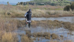 Aliağa'da Sivrisinek Mücadelesi Başladı