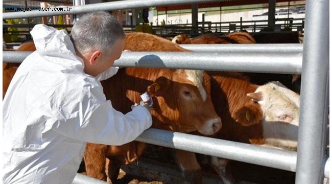 Aydın'da şap alarmı: 22 mahalleye hayvan giriş çıkışı durduruldu
